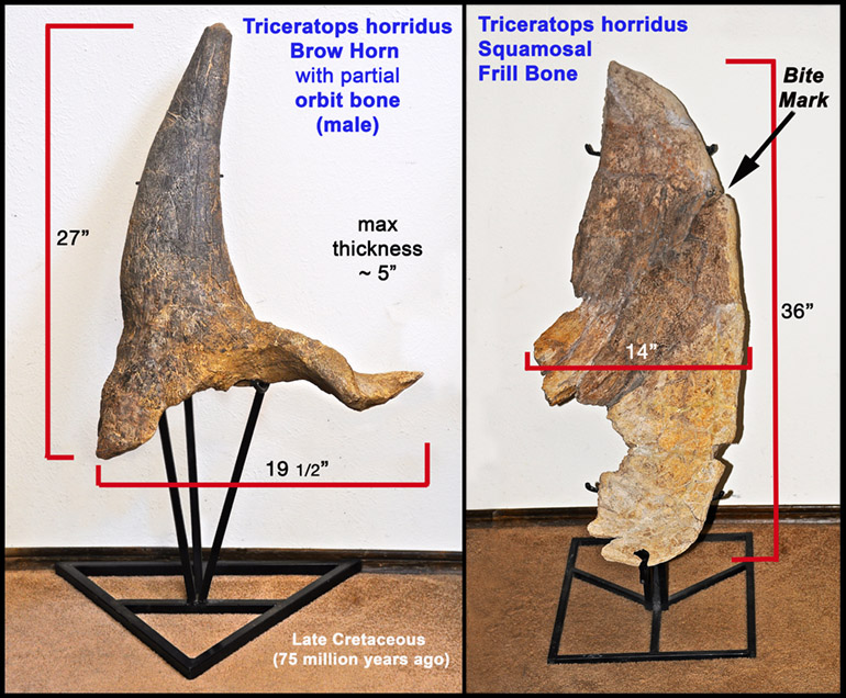 triceratops brow horn