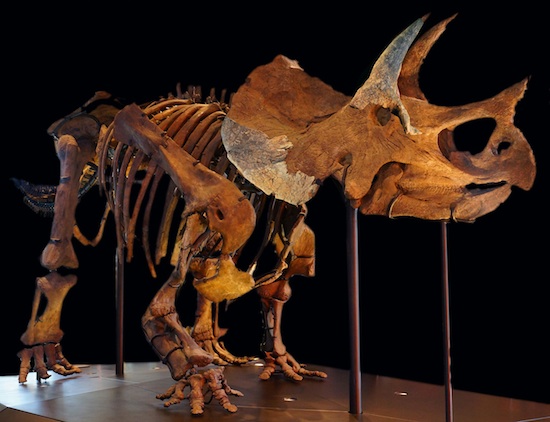 triceratops brow horn