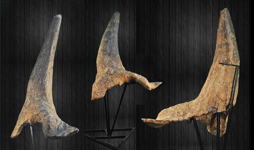 triceratops brow horn